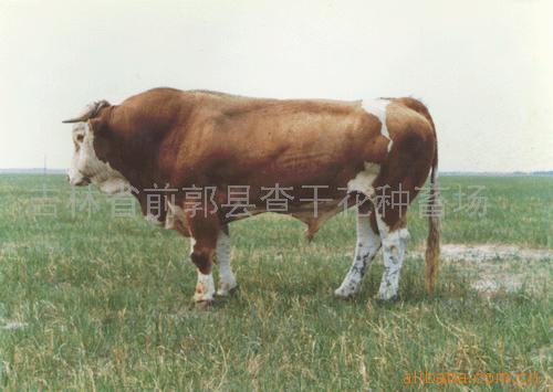 西门塔尔种公牛