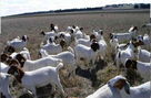 湖北竹溪什么地方有卖小幼羊的养羊成本养殖技术