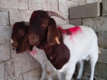 云南会泽哪儿有卖肉羊的-达州养羊前景信息已点击269次