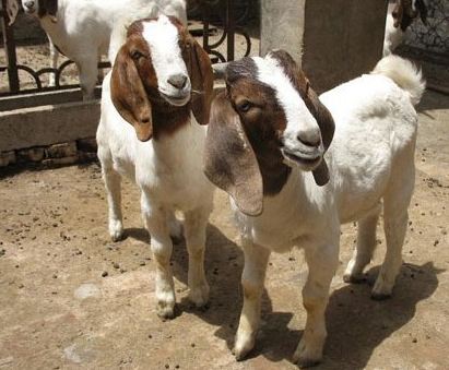 贵州湄潭波尔山羊养殖基地-福安养羊成本信息已点击456次