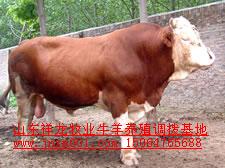 西门塔尔肉牛犊 小公牛 育肥牛