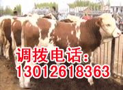 甘孜种牛厂甘孜种牛养殖场甘孜种牛养殖基地