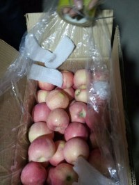 红富士山东苹果批发价格
