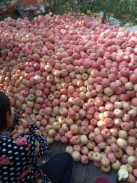 山东5毛一斤的红富士苹果哪里批发便宜