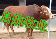 广东养牛价格肉牛养殖场品种出售