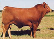 牛-肉牛-夏洛莱牛-西门塔尔牛-各种种公牛
