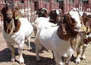 江苏波尔山羊价格波尔山羊种羊价格南通波尔山羊公羊价格