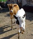 小牛犊价格行情 小牛犊养殖成本及效益