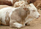 小牛犊养殖成本肉牛的市场最新行情