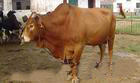 四川地区适合养殖什么品种的肉牛-养殖业前景