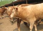 小牛犊的前景行情牛牛犊养殖技术牛犊养殖新技术
