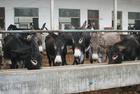 安徽养殖肉牛犊行情前景河南小牛犊养殖发展