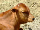 鲁西黄牛的市场价格-肉牛养殖场-全国肉牛最新价格