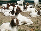 山东肉牛波尔山羊养殖场-肉牛种羊波尔山羊价格牛羊养殖技术