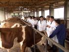 09年夏洛莱牛价格-鲁西黄牛价格-改良肉牛价格-育肥小公牛价格