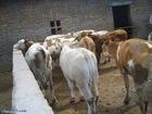河南肉牛养殖场养牛技术养牛场养牛可行性