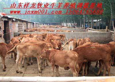 贵州肉牛价格场 福建肉牛价格
