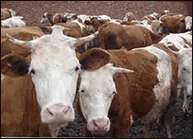 山西肉牛养殖场浙江肉牛养殖场牛养殖牛养殖技术牛防疫牛视频牛价格牛饲养牛行情