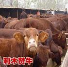育肥肉牛犊 玉米秸秆储存技术肉牛饲料养牛