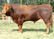 奶牛和肉牛特点的典型品种 西门塔