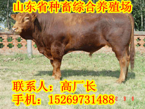 贵州养牛场贵州养殖业