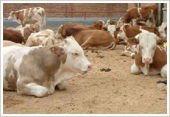 微贮秸杆养牛技术 肉牛的饲养技术 肉牛育肥技术 养肉牛技术 肉牛繁殖技术