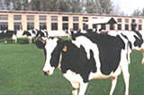 肉牛 奶牛 波尔山羊养牛技术养牛场养牛业养牛知识养牛厂如何养牛