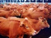 山东养牛利润分析肉牛的饲养管理-山东大型肉牛肉羊繁育基地 育肥牛犊波尔山羊