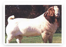 波尔山羊小尾寒羊肉羊养殖 肉羊报价 肉羊品种