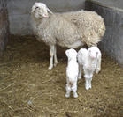 小尾寒羊 养殖技术 肉羊养殖 母羊繁育 民生牧业养殖基地