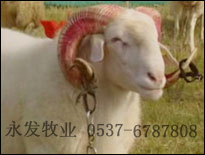 家养羊的品种选择   羊新品种