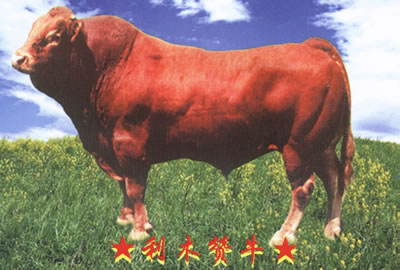 机械化饲养肉牛良种肉牛育肥牛犊波尔山羊肉牛牛小牛肉牛黄牛肉牛价格
