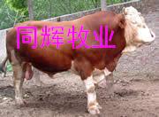 山东泰安肉牛养殖厂 肉牛养殖场肉牛养殖基地