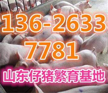 吉林猪苗多少钱一斤吉林20公斤的猪苗猪场价格