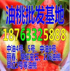 上海油桃图片