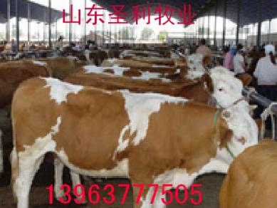 肉牛市场价格行情育肥肉牛交易市场价格改良黄牛 西门塔尔牛小牛犊