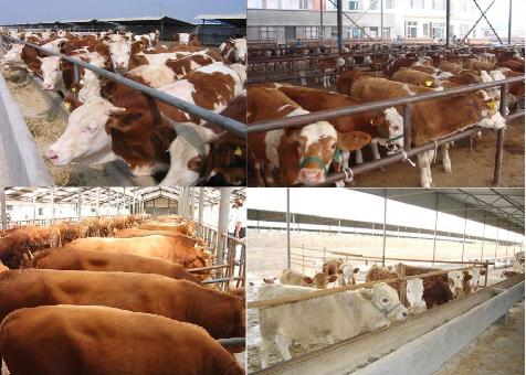 养牛场建设牛舍温度育肥牛犊的适应温度