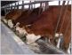 各地市场肉牛最新报价山东那里的肉牛养殖最大肉牛最多最好