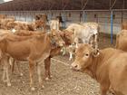 养牛专家如何养肉牛怎样养肉牛养肉牛技术养肉牛方法养肉牛效益分析