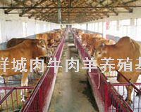 嘉祥黄垓乡农民发展畜牧养殖业 打开致富路