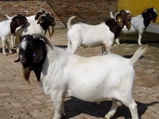 安徽圈养羊养什么品种好 规模养殖怎么个养法
