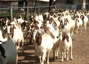 福建宁德有哪些可以圈养的山羊优质品种