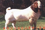 波尔山羊养殖基地 南非波尔山羊 圣利羊场