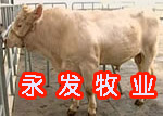 肉牛育肥肉牛饲养技术肉牛交易市场肉牛价格