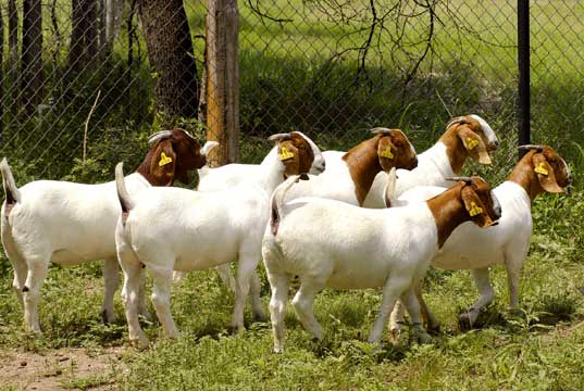 新疆乌鲁木齐波尔山羊饲养管理波尔山羊养殖价格