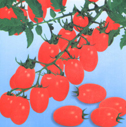新亚蔬AB168小番茄种子(圣女果种子)