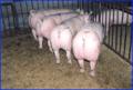 高峰牧业常年供应苗猪1381570165