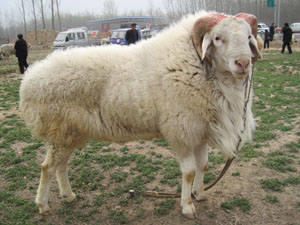波尔山羊小尾寒羊杜泊绵羊养殖场