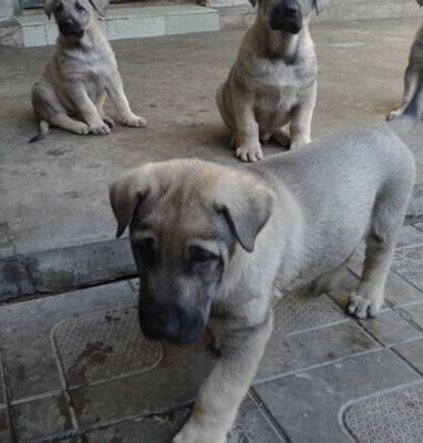 福建哪里有养狗场出售各种犬苗