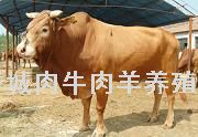 肉牛发展要依靠产业链肉牛价格